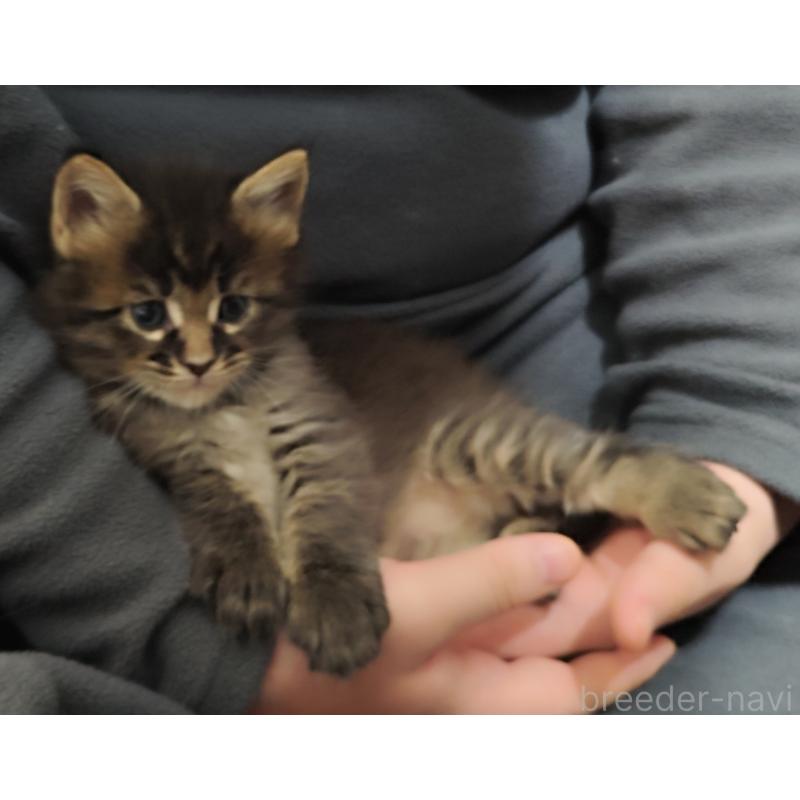 販売中の千葉県のメインクーン-136590の4枚目