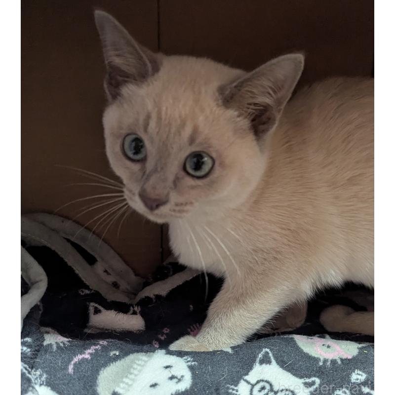 販売中の滋賀県のトンキニーズ-135762