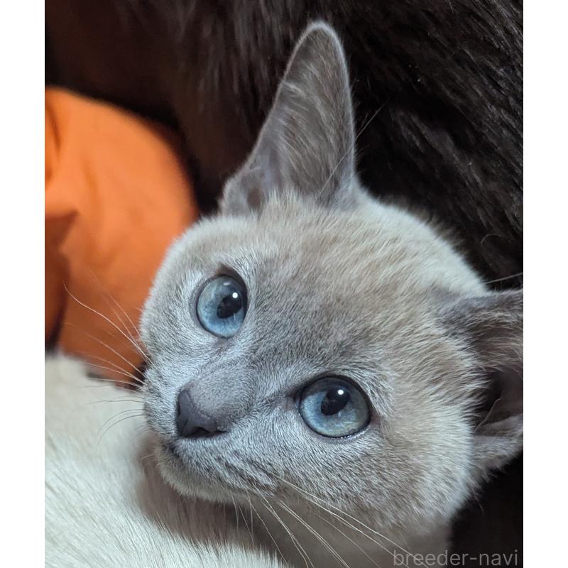 販売中の滋賀県のトンキニーズ-136592の1枚目