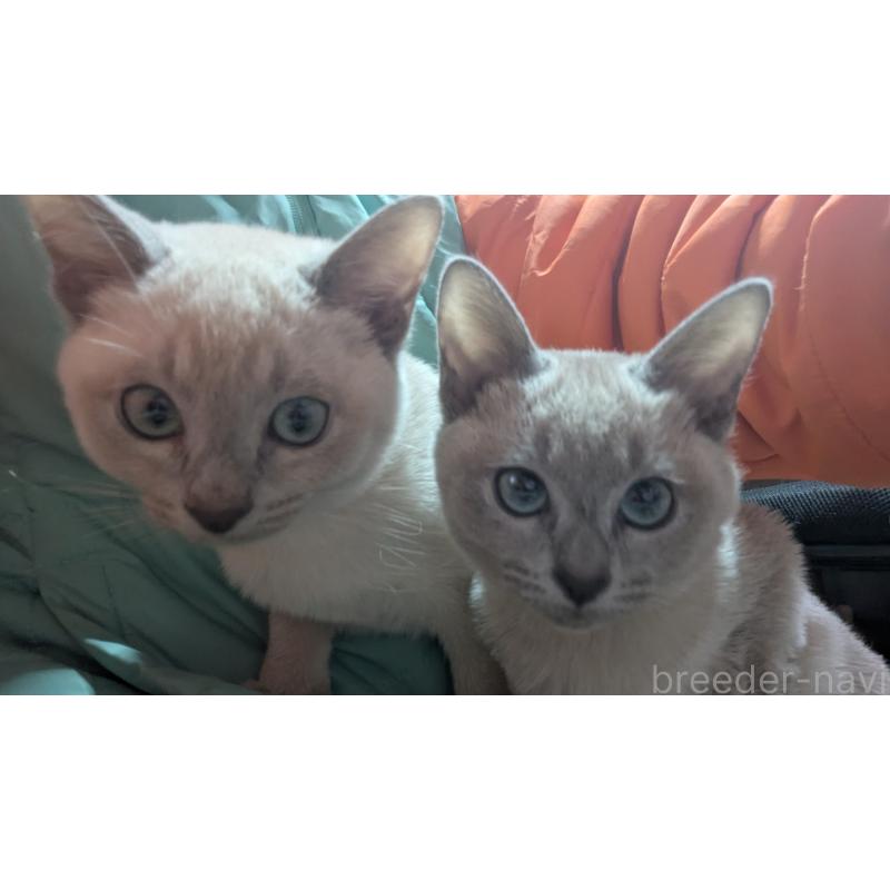 販売中の滋賀県のトンキニーズ-136592の2枚目