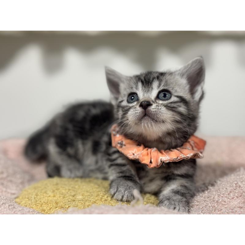 販売中の神奈川県のアメリカンショートヘア-136591の9枚目