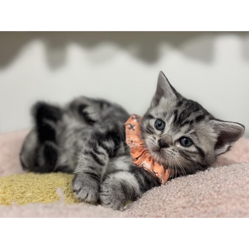 販売中の神奈川県のアメリカンショートヘア-136591の8枚目