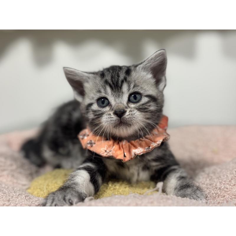 販売中の神奈川県のアメリカンショートヘア-136591の7枚目