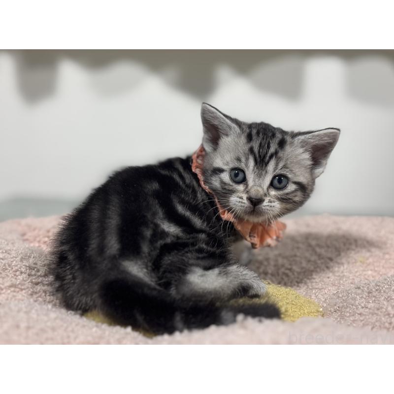 販売中の神奈川県のアメリカンショートヘア-136591の4枚目