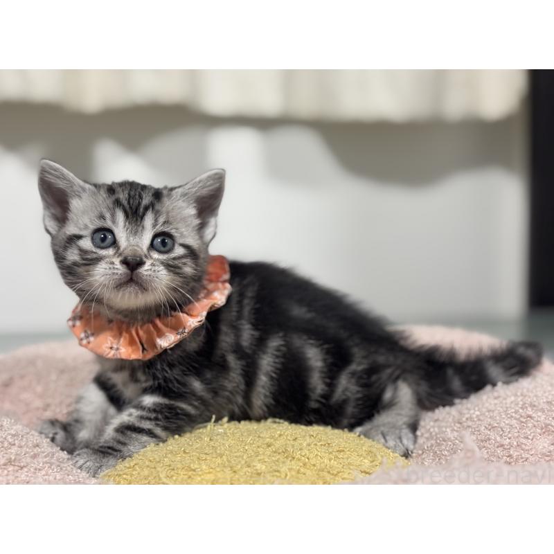 販売中の神奈川県のアメリカンショートヘア-136591の3枚目