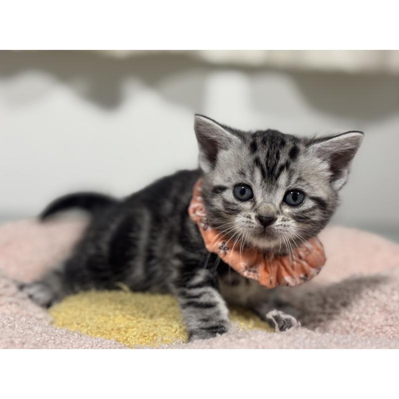 販売中の神奈川県のアメリカンショートヘア-136591の2枚目