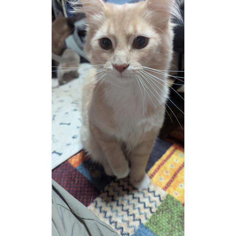 販売中の滋賀県のノルウェージャンフォレストキャット-133234の2枚目