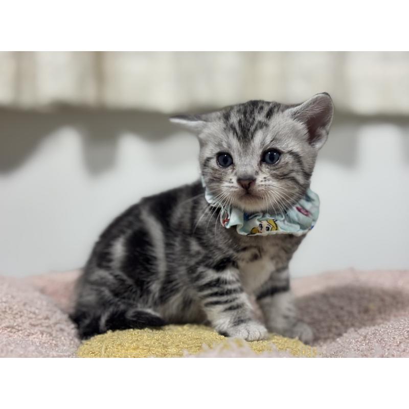 販売中の神奈川県のアメリカンショートヘア-136593の9枚目