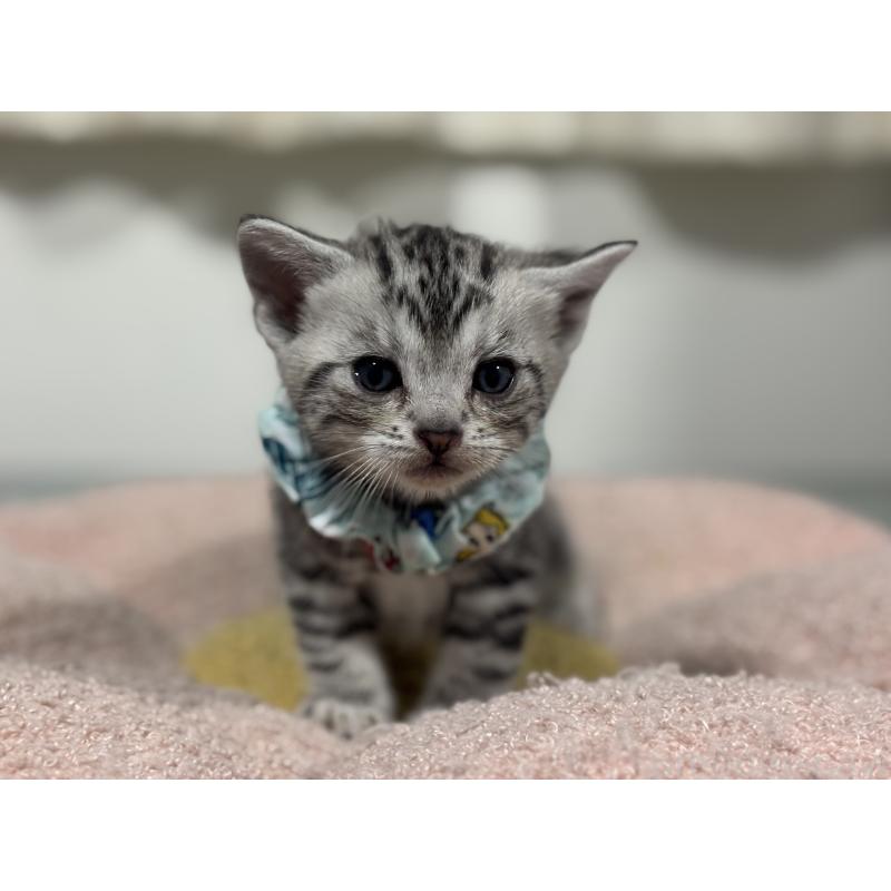 販売中の神奈川県のアメリカンショートヘア-136593の8枚目