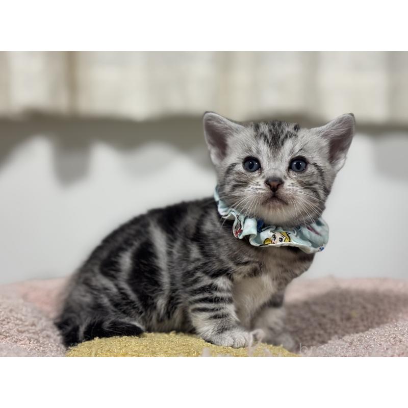 販売中の神奈川県のアメリカンショートヘア-136593の7枚目