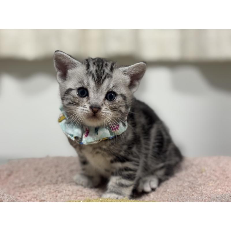 販売中の神奈川県のアメリカンショートヘア-136593の4枚目