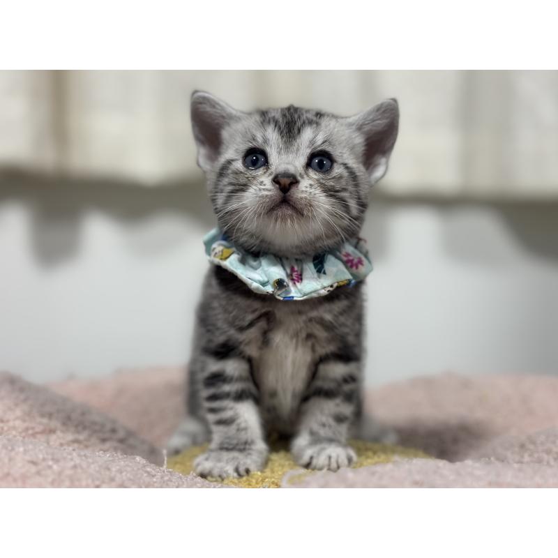 販売中の神奈川県のアメリカンショートヘア-136593の3枚目