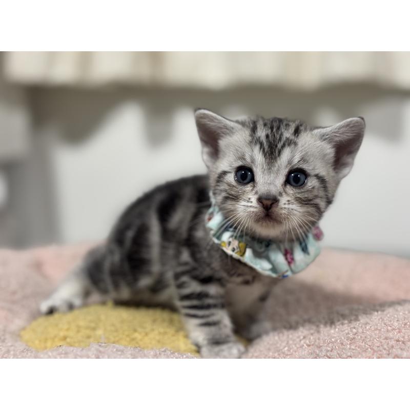 販売中の神奈川県のアメリカンショートヘア-136593の2枚目