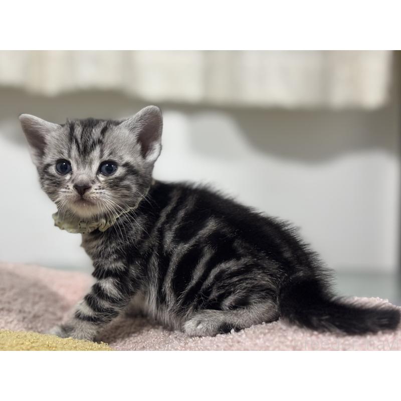 販売中の神奈川県のアメリカンショートヘア-136595の8枚目