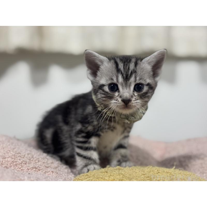 販売中の神奈川県のアメリカンショートヘア-136595の6枚目