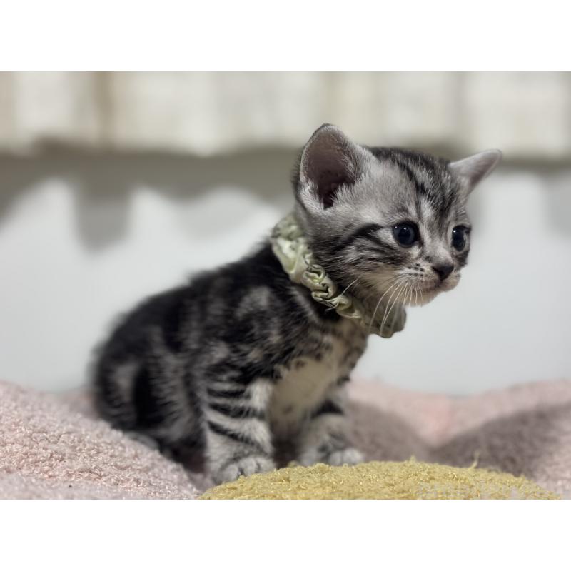 販売中の神奈川県のアメリカンショートヘア-136595の5枚目