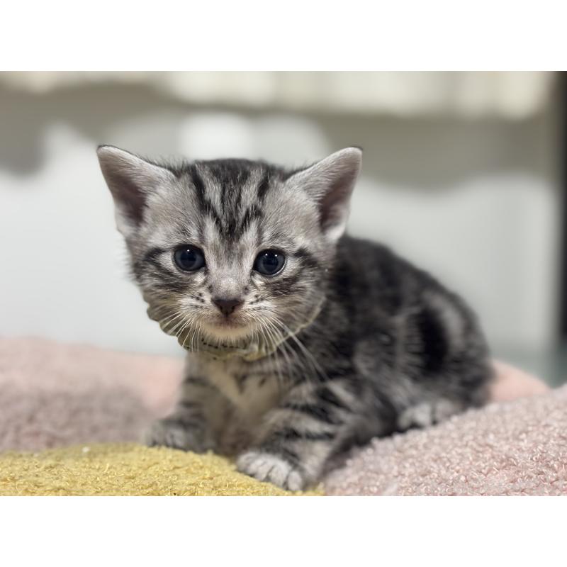 販売中の神奈川県のアメリカンショートヘア-136595の4枚目