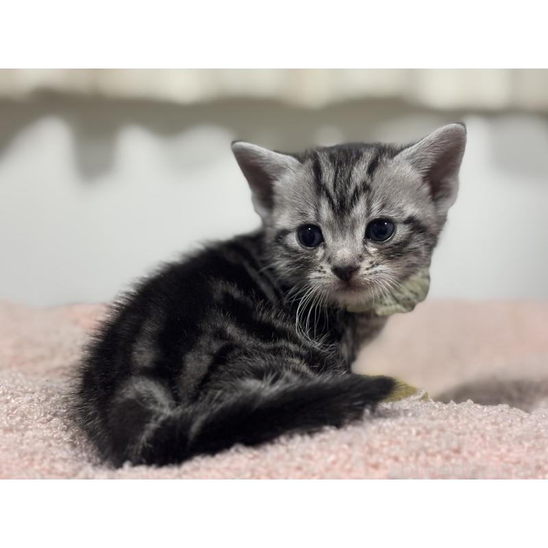 販売中の神奈川県のアメリカンショートヘア-136595の3枚目