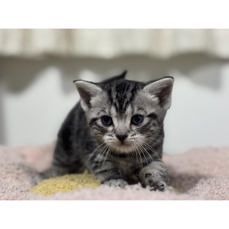 販売中の神奈川県のアメリカンショートヘア-136597の7枚目