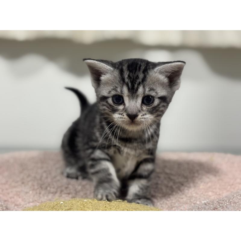 販売中の神奈川県のアメリカンショートヘア-136597の6枚目