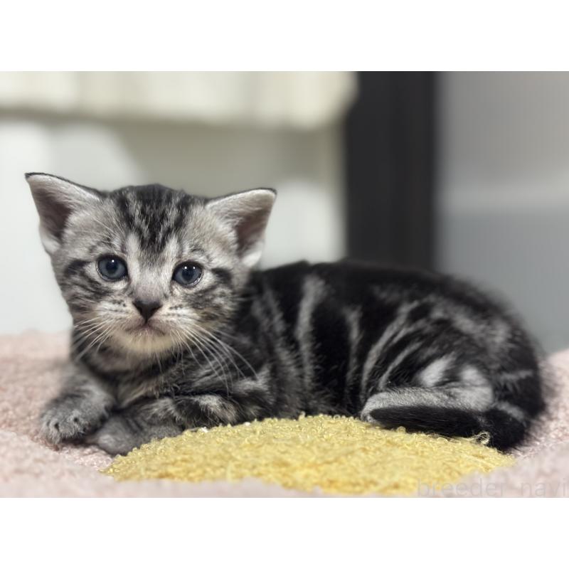 販売中の神奈川県のアメリカンショートヘア-136597の5枚目