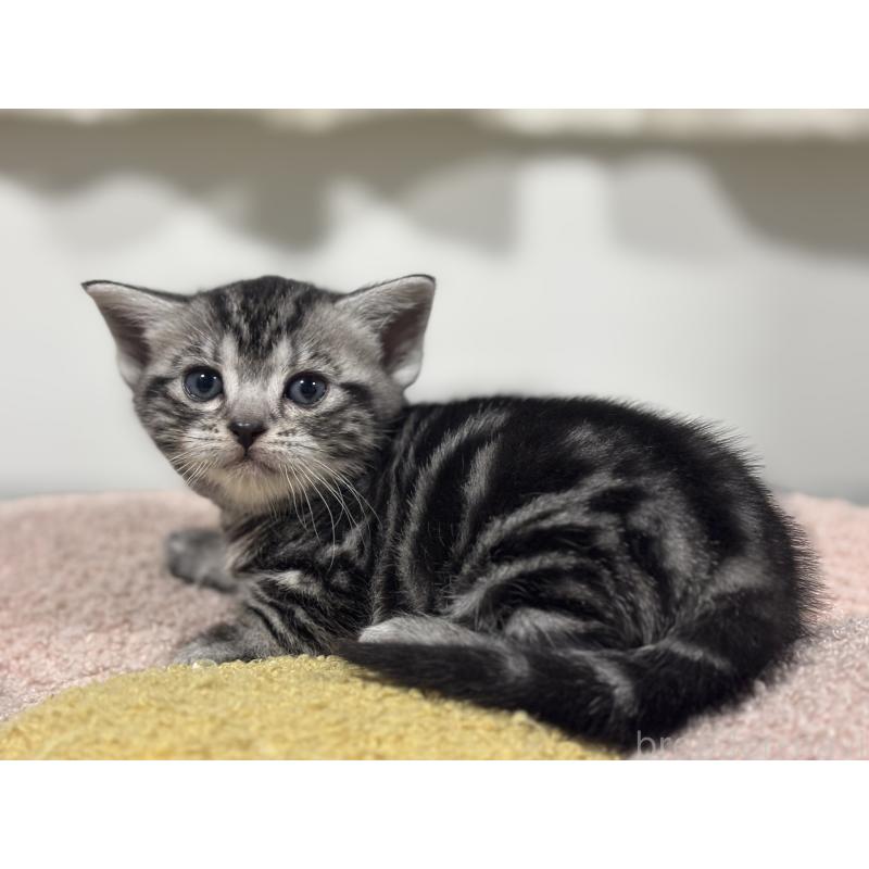 販売中の神奈川県のアメリカンショートヘア-136597の4枚目