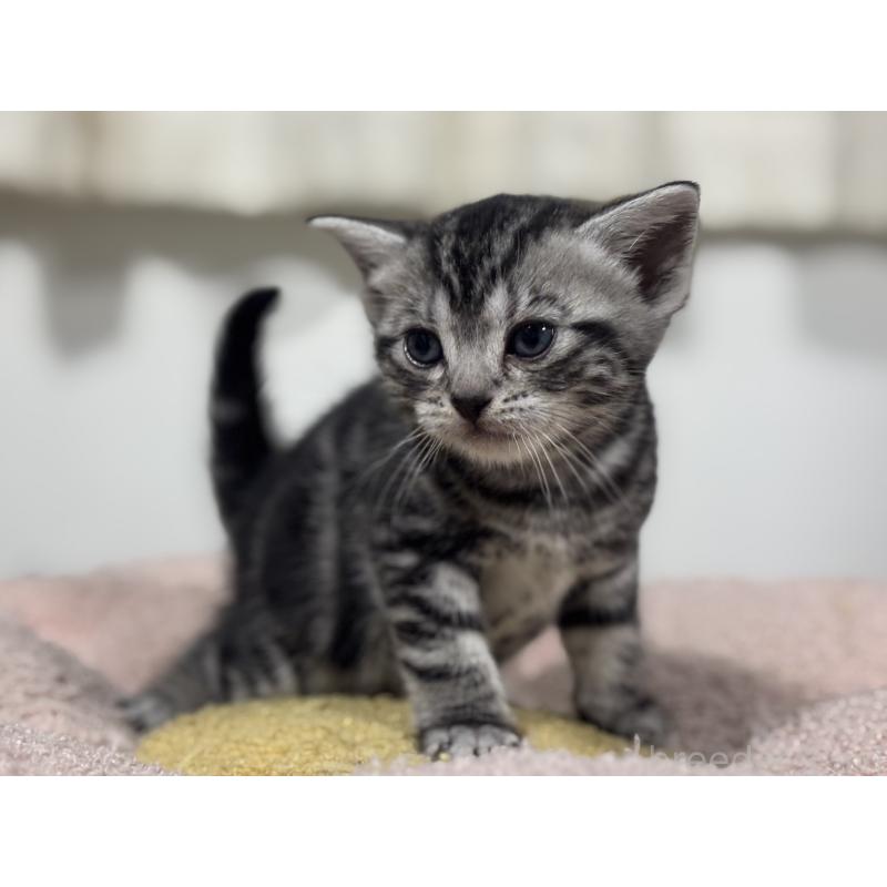 販売中の神奈川県のアメリカンショートヘア-136597の3枚目