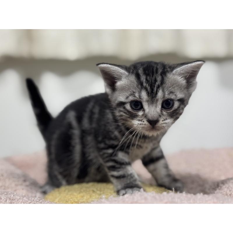 販売中の神奈川県のアメリカンショートヘア-136597の2枚目