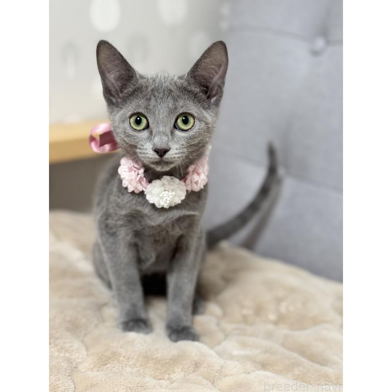 販売中の福岡県のロシアンブルー-136598の5枚目