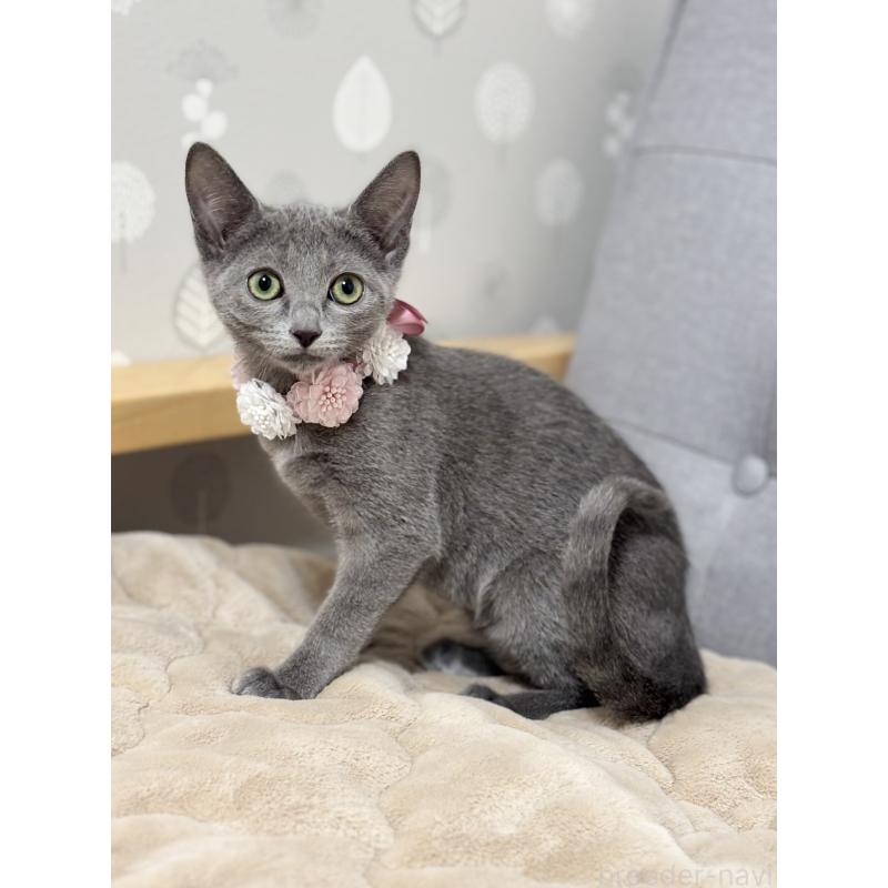 販売中の福岡県のロシアンブルー-136598の4枚目