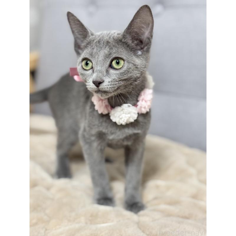 販売中の福岡県のロシアンブルー-136598の3枚目