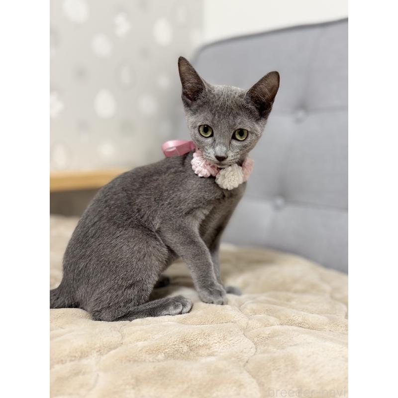 販売中の福岡県のロシアンブルー-136598の2枚目