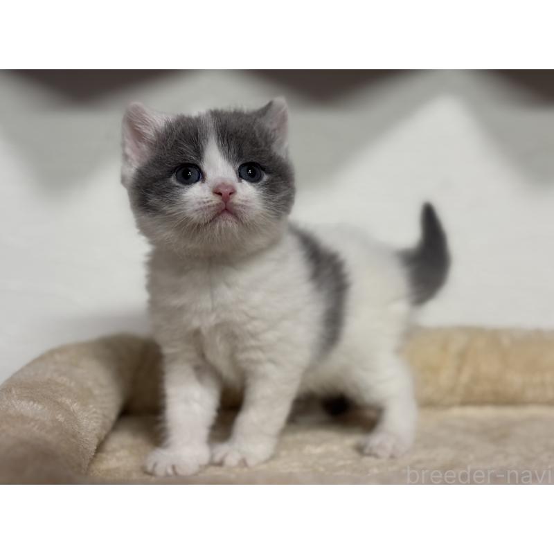 販売中の神奈川県のブリティッシュショートヘア-136599の8枚目