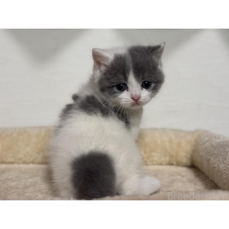 販売中の神奈川県のブリティッシュショートヘア-136599の5枚目