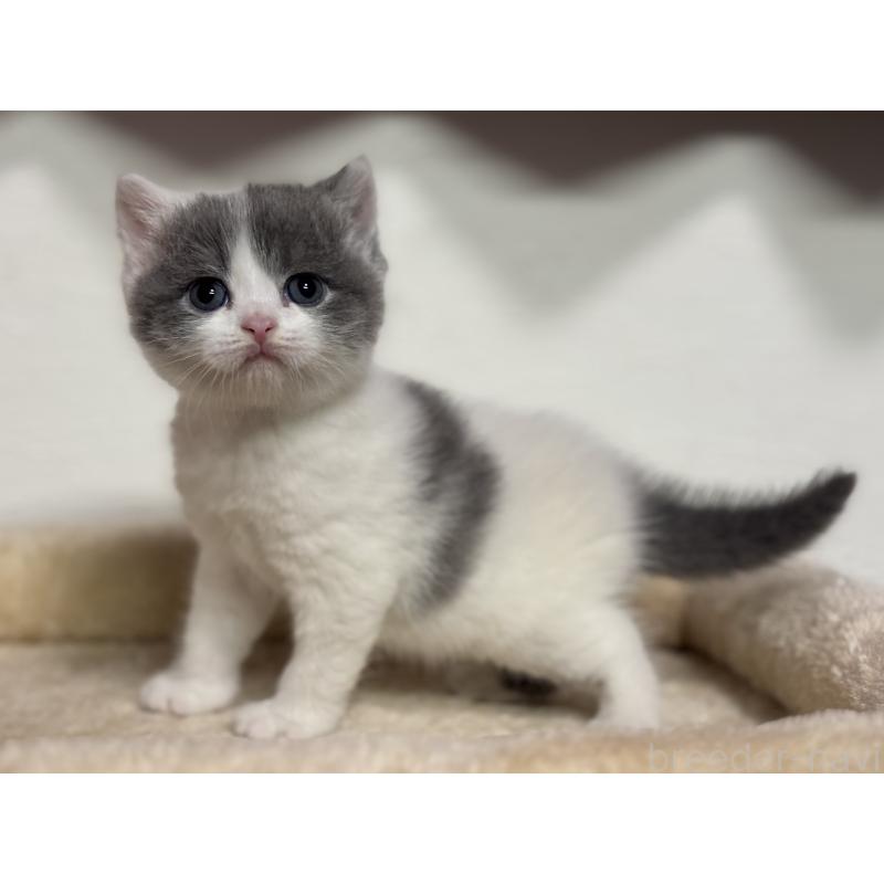 販売中の神奈川県のブリティッシュショートヘア-136599の4枚目