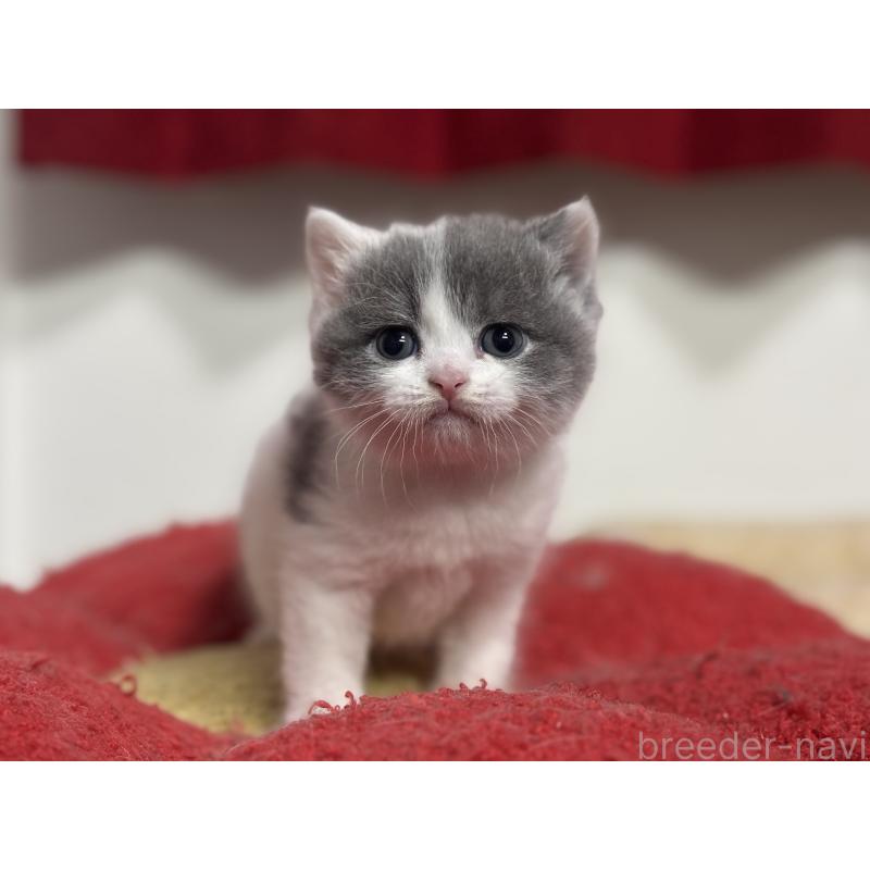 販売中の神奈川県のブリティッシュショートヘア-136599の3枚目