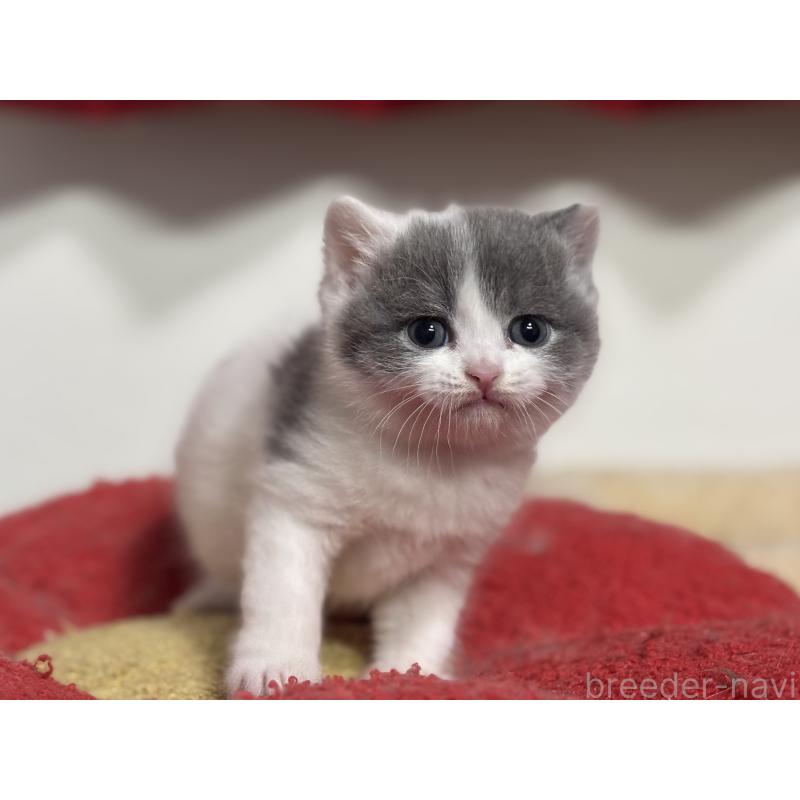 販売中の神奈川県のブリティッシュショートヘア-136599の2枚目