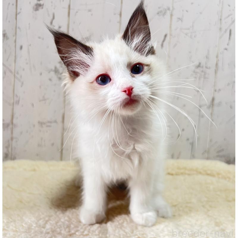 販売中の千葉県のラグドール-136600の1枚目