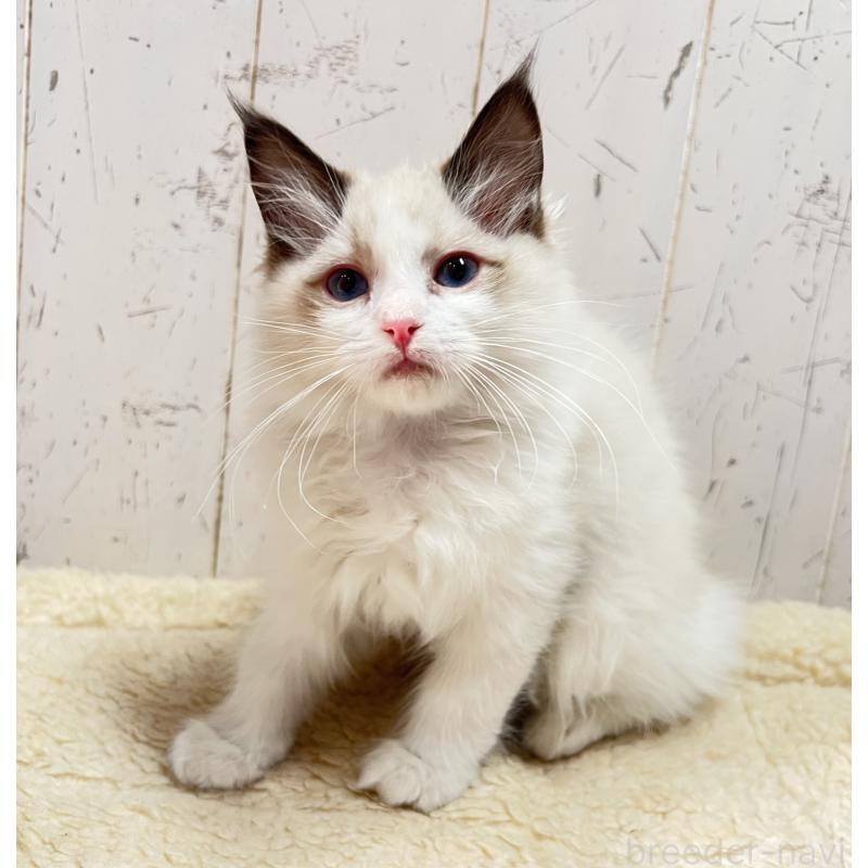 販売中の千葉県のラグドール-136600の5枚目