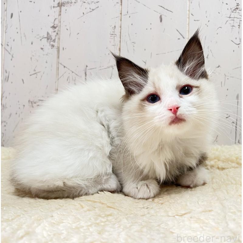 販売中の千葉県のラグドール-136600の4枚目