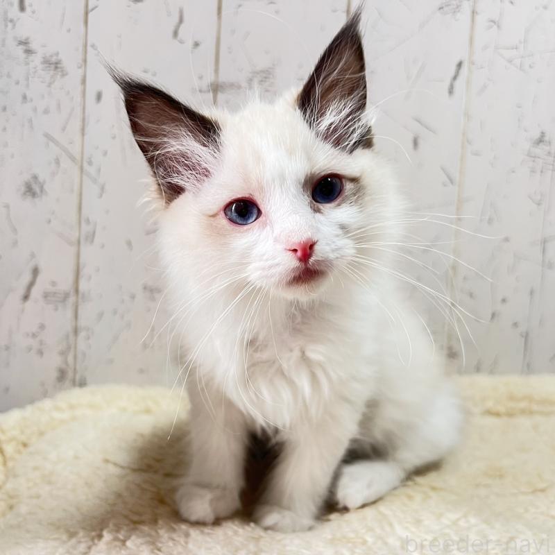 販売中の千葉県のラグドール-136600の3枚目