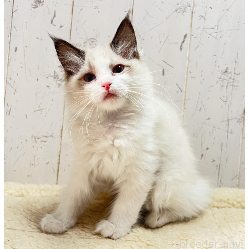 販売中の千葉県のラグドール-136600の2枚目