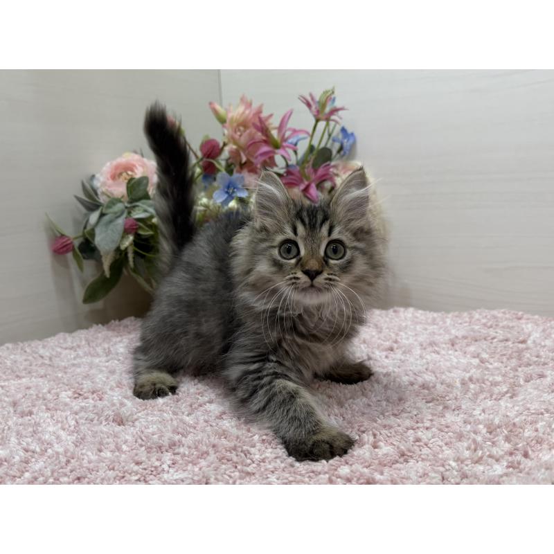 販売中の東京都のラガマフィン-136233の8枚目