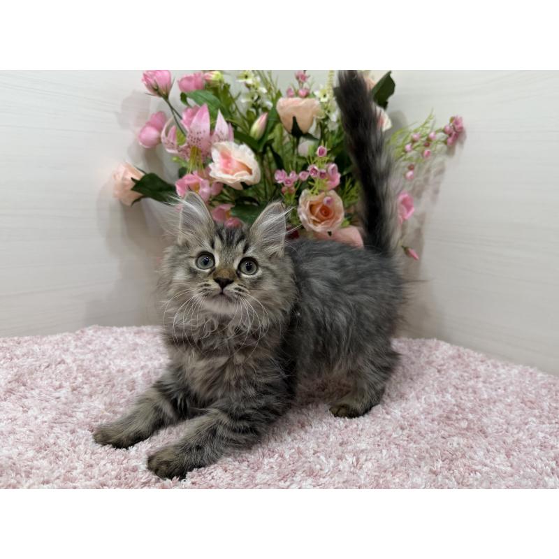 販売中の東京都のラガマフィン-136233の7枚目