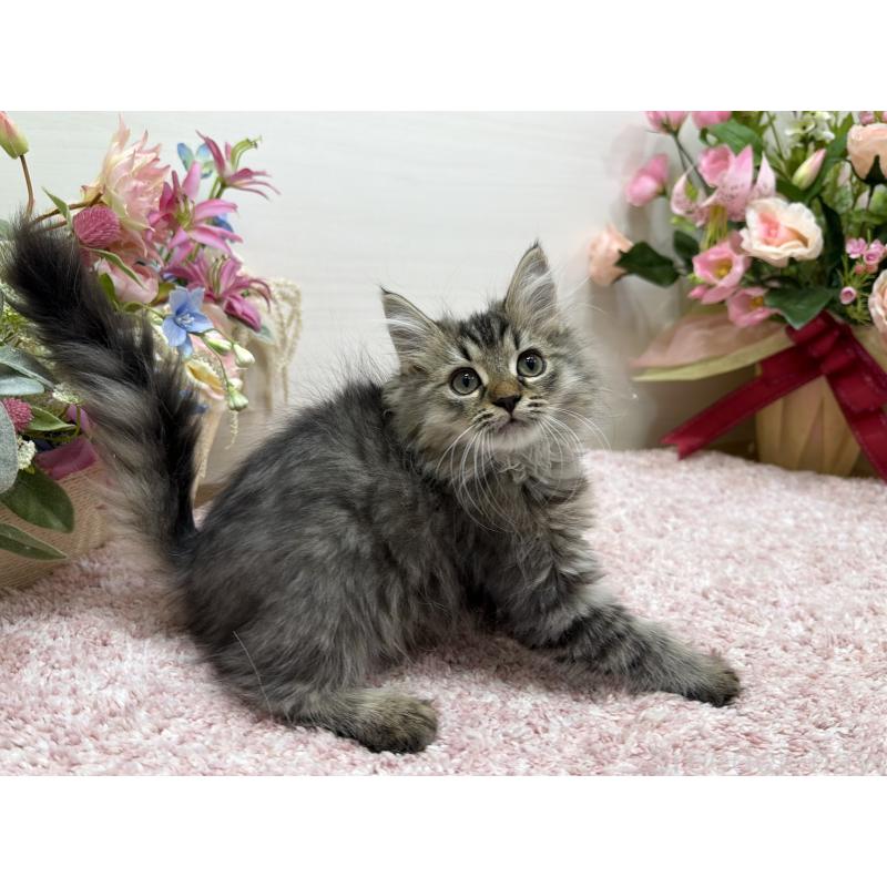 販売中の東京都のラガマフィン-136233の6枚目