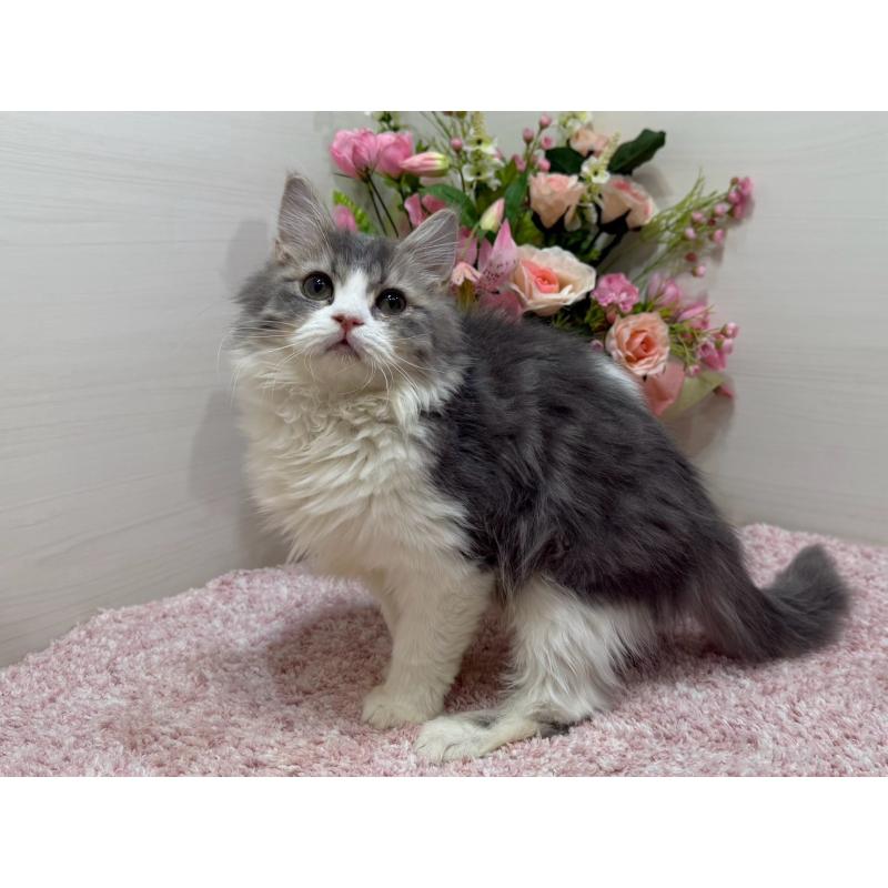 成約済の東京都のラガマフィン-134749の5枚目