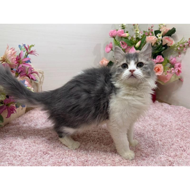 成約済の東京都のラガマフィン-134749の4枚目