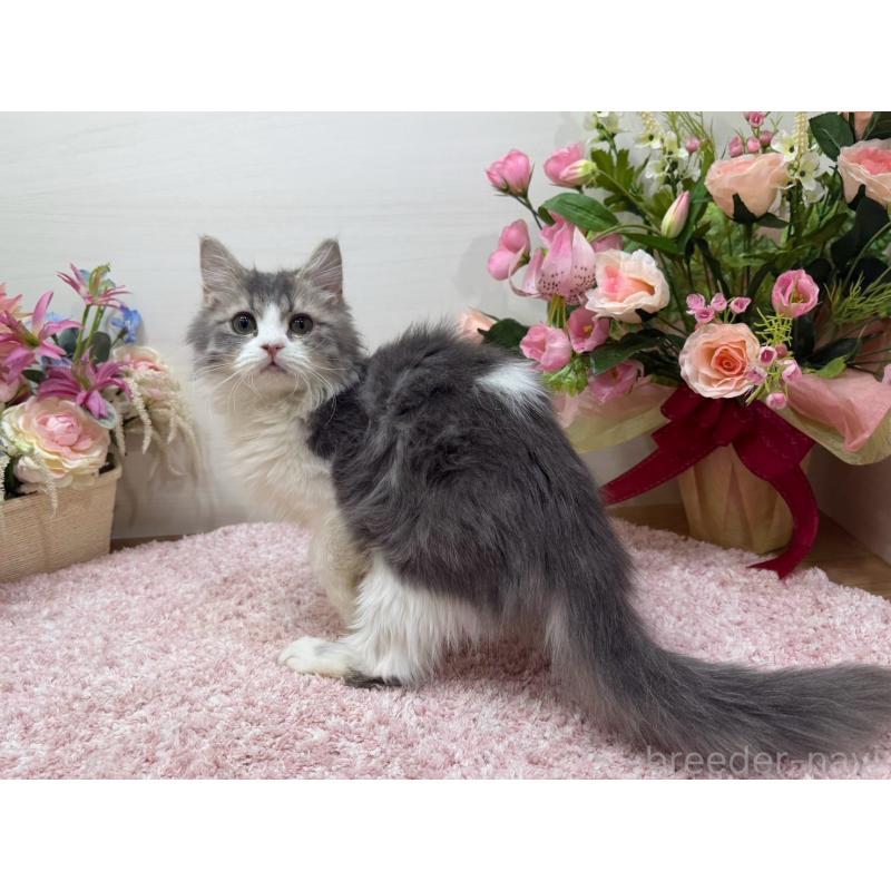 成約済の東京都のラガマフィン-134749の3枚目