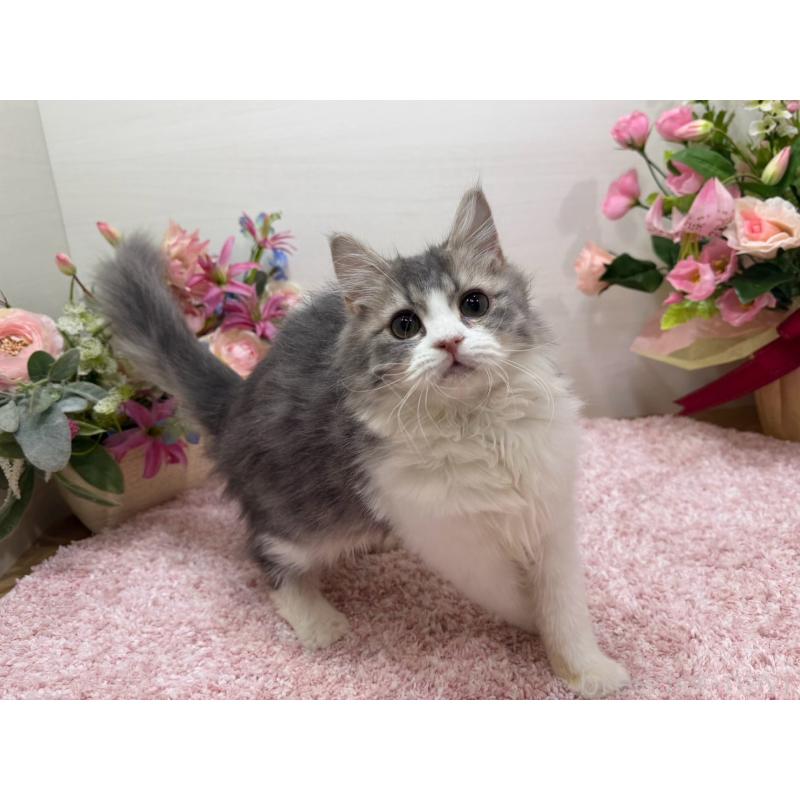 成約済の東京都のラガマフィン-134749の2枚目