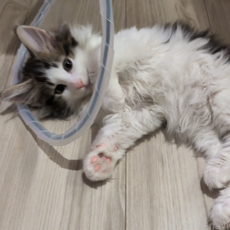 販売中の埼玉県のノルウェージャンフォレストキャット-134153